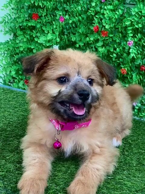 Phốc sóc F siêu cưng. Mua bán Chó tại Huyện Hóc Môn Tp Hồ Chí Minh được đăng bởi Cún xinh nhà TaDa hình 1