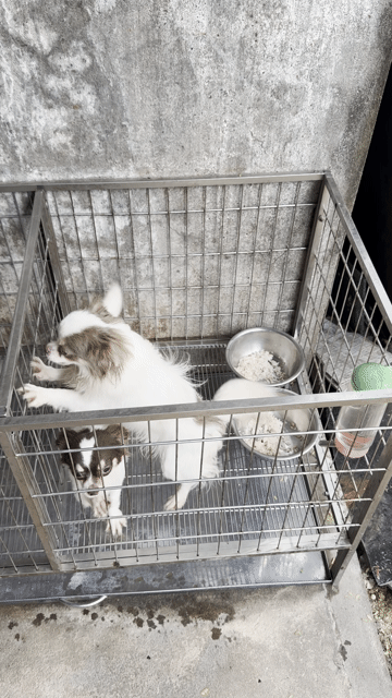 Chó Chihuahua lông dài bò. Mua bán Chó tại Quận Gò Vấp Tp Hồ Chí Minh được đăng bởi Hoàng Thanh Bình hình 1