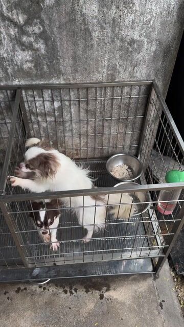 Chó Chihuahua lông dài bò. Mua bán Chó tại Quận Gò Vấp Tp Hồ Chí Minh được đăng bởi Hoàng Thanh Bình hình 1