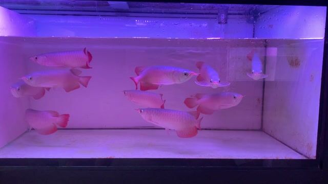 huyết long. Mua bán Thú cưng khác tại Thành phố Dĩ An Bình Dương được đăng bởi trực hình 1