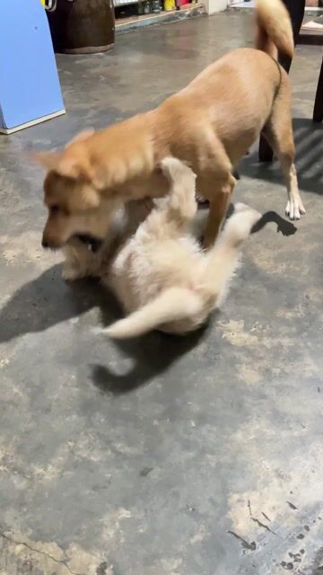 Chó đốm lưỡi đen 2 tháng. Mua bán Chó tại Thành phố Thủ Đức Tp Hồ Chí Minh được đăng bởi Hồng Thắm hình 1