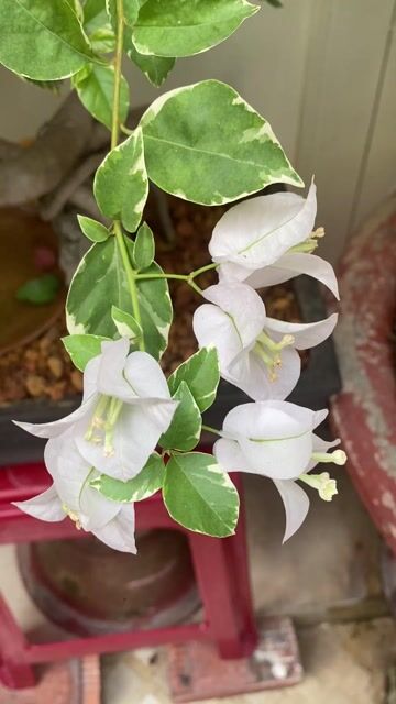 Tiểu cảnh bonsai Bông giấy Ngũ sắc. Mua bán Cây cảnh, đồ trang trí tại Quận 3 Tp Hồ Chí Minh được đăng bởi Nguyễn Minh Thơ hình 1