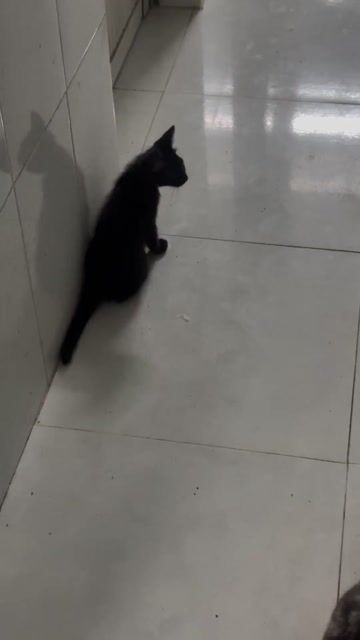 do nhà nhiều em ra đi bớt lấy vía mua hạt. Mua bán Mèo tại Huyện Châu Thành Kiên Giang được đăng bởi Vĩ Lưu hình 1