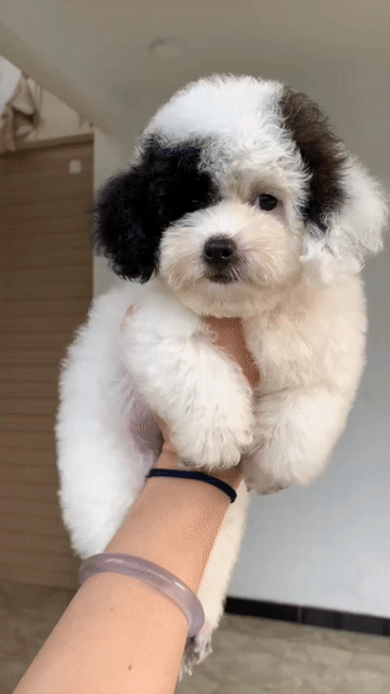 Bé Gái tìm nhà mới. Mua bán Chó tại Quận Tân Bình Tp Hồ Chí Minh được đăng bởi SHOP PET NẮNG BÌNH DƯƠNG  hình 1
