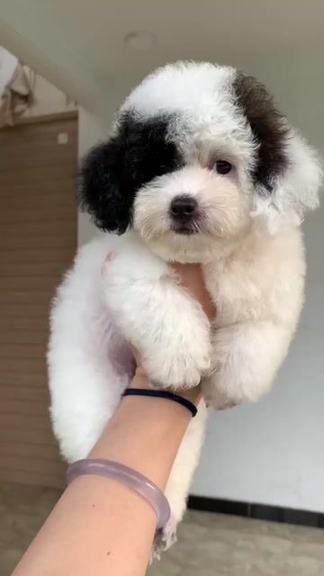 Bé Gái tìm nhà mới. Mua bán Chó tại Quận Tân Bình Tp Hồ Chí Minh được đăng bởi SHOP PET NẮNG BÌNH DƯƠNG  hình 1
