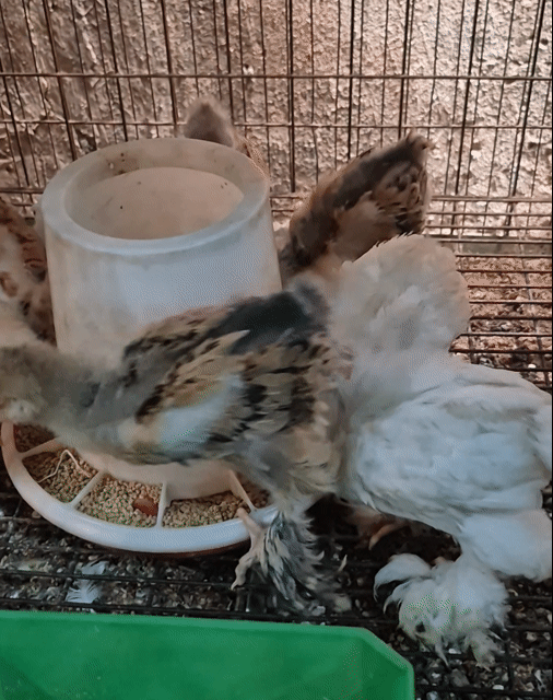 Gà Kỳ lân 1 tháng tuổi. Mua bán Gà tại Thành phố Thủ Đức Tp Hồ Chí Minh được đăng bởi Gà Cảnh Bình Dương hình 1