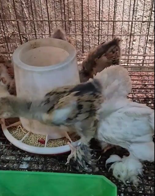 Gà Kỳ lân 1 tháng tuổi. Mua bán Gà tại Thành phố Thủ Đức Tp Hồ Chí Minh được đăng bởi Gà Cảnh Bình Dương hình 1