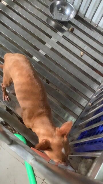 Chó French Bulldog Đen trắng phốc hươu. Mua bán Chó tại Quận 8 Tp Hồ Chí Minh được đăng bởi Cửa Hàng Thanh Lý Đồ Cũ Mới hình 1