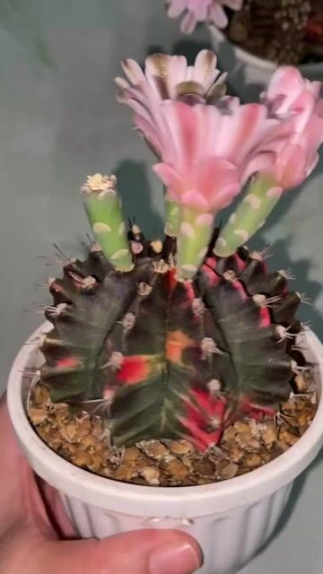 Xương rồng 7cm hoa Hồng. Mua bán Cây cảnh, đồ trang trí tại Thành phố Thuận An Bình Dương được đăng bởi Hoa xương rồng hình 1