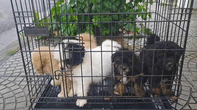 Chó Poodle lai Bắc Kinh trắng đen. Mua bán Chó tại Thành phố Vĩnh Yên Vĩnh Phúc được đăng bởi hiếu Nguyễn hình 1