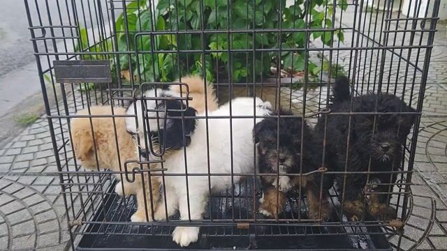 Chó Poodle lai Bắc Kinh trắng đen. Mua bán Chó tại Thành phố Vĩnh Yên Vĩnh Phúc được đăng bởi hiếu Nguyễn hình 1
