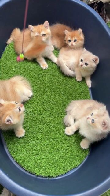 Mèo Anh lông ngắn Golden Đực Cái Hơn 2 tháng. Mua bán Mèo tại Quận Gò Vấp Tp Hồ Chí Minh được đăng bởi Giang Nguyễn hình 1