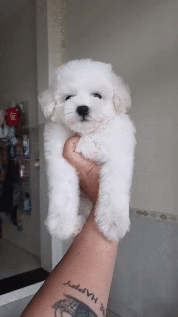 Chó Poodle Trắng THUẦN  2 tháng tuổi đã tiêm 1 mũi. Mua bán Chó tại Quận Sơn Trà Đà Nẵng được đăng bởi Nhỏ hình 1