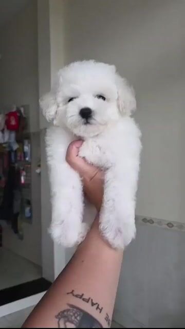Chó Poodle Trắng THUẦN  2 tháng tuổi đã tiêm 1 mũi. Mua bán Chó tại Quận Sơn Trà Đà Nẵng được đăng bởi Nhỏ hình 1