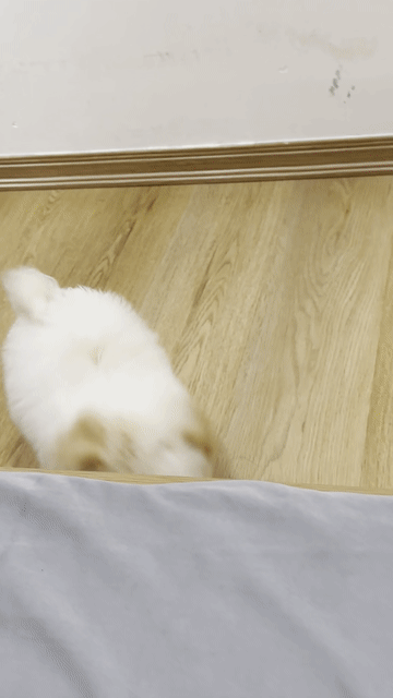 Nhượng lại Em poodle. Mua bán Chó tại Quận Liên Chiểu Đà Nẵng được đăng bởi Bm Tuan hình 1