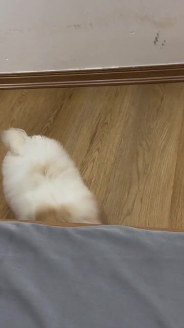 Nhượng lại Em poodle. Mua bán Chó tại Quận Liên Chiểu Đà Nẵng được đăng bởi Bm Tuan hình 1