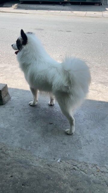 Chó phỗc sóc đực  hơn 1 tuổi trắng đen. Mua bán Chó tại Thị xã Tân Uyên Bình Dương được đăng bởi Quyết  hình 1