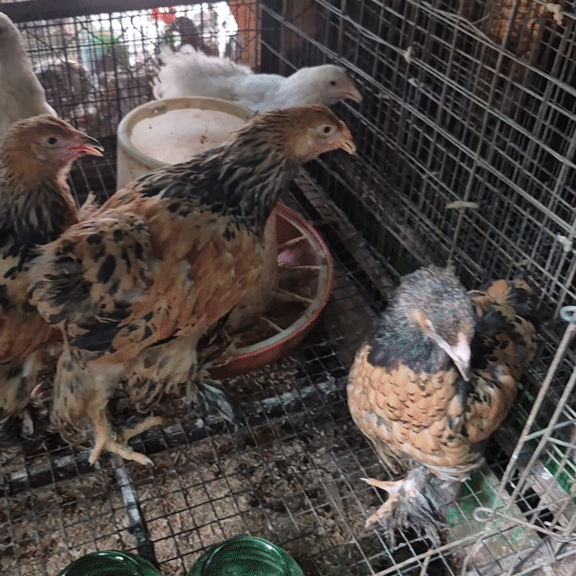 Gà kỳ lân 3 tháng tuổi 5 bé. Mua bán Gà tại Thành phố Thủ Đức Tp Hồ Chí Minh được đăng bởi Gà Cảnh Bình Dương hình 1