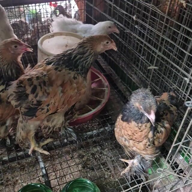 Gà kỳ lân 3 tháng tuổi 5 bé. Mua bán Gà tại Thành phố Thủ Đức Tp Hồ Chí Minh được đăng bởi Gà Cảnh Bình Dương hình 1