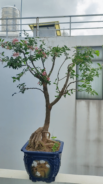 Bonsai Hồng Ngọc Mai dáng đẹp đang ra hoa. Mua bán Cây cảnh, đồ trang trí tại Quận Gò Vấp Tp Hồ Chí Minh được đăng bởi Bình Minh hình 1