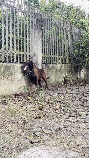 Chó Malinois. Mua bán Chó tại Huyện Củ Chi Tp Hồ Chí Minh được đăng bởi Cường Củ Chi hình 1