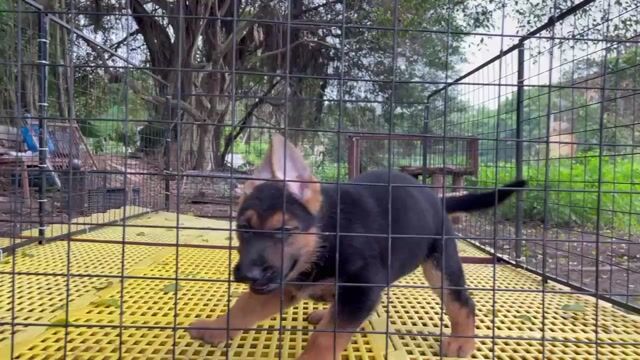 Chó Becgie 7kg. Mua bán Chó tại Huyện Bình Chánh Tp Hồ Chí Minh được đăng bởi Trường Bùi nguyên hình 1