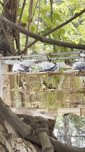 Chim chào mào Không tật lỗi. Mua bán Chim tại Quận Đống Đa Hà Nội được đăng bởi Nguyễn quốc Việt  hình 1