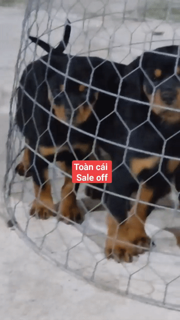 Chó Rottweiler 2 Mũi Vaccin. Mua bán Chó tại Quận Bình Tân Tp Hồ Chí Minh được đăng bởi Nhân Rottweiler  hình 1