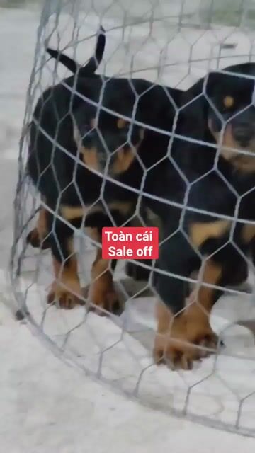 Chó Rottweiler 2 Mũi Vaccin. Mua bán Chó tại Quận Bình Tân Tp Hồ Chí Minh được đăng bởi Nhân Rottweiler  hình 1