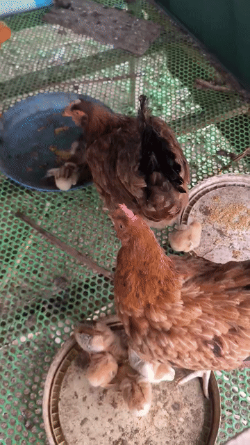 Gà trống mái 2kg hơn. Mua bán Gà tại Huyện Châu Thành Bến Tre được đăng bởi Nguyễn Thị Lam Phương hình 1