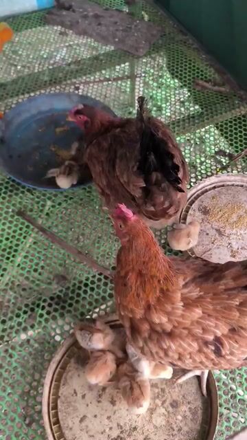Gà trống mái 2kg hơn. Mua bán Gà tại Huyện Châu Thành Bến Tre được đăng bởi Nguyễn Thị Lam Phương hình 1