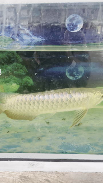 Cá Kim Long 30cm Vàng óng ánh. Mua bán Thú cưng khác tại Huyện Tân Biên Tây Ninh được đăng bởi Ngà Voi hình 1