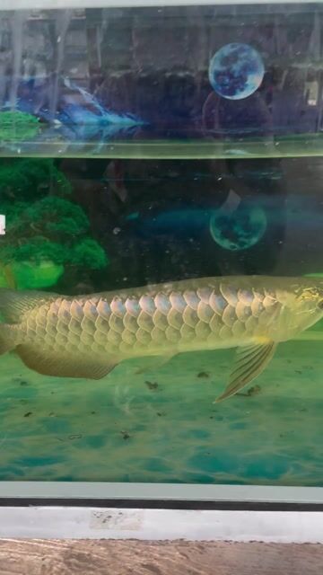 Cá Kim Long 30cm Vàng óng ánh. Mua bán Thú cưng khác tại Huyện Tân Biên Tây Ninh được đăng bởi Ngà Voi hình 1