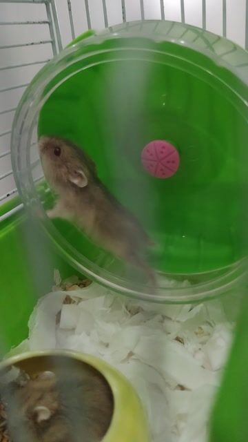 Chuột Hamster Winter White. Mua bán Thú cưng khác tại Quận Hai Bà Trưng Hà Nội được đăng bởi Trịnh Hữu Thành hình 1