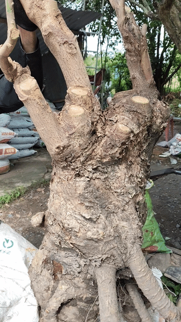 Cây cảnh Ngọc Kì Lân 1 mét trang trí. Mua bán Cây cảnh, đồ trang trí tại Huyện Gò Dầu Tây Ninh được đăng bởi Dương hình 1
