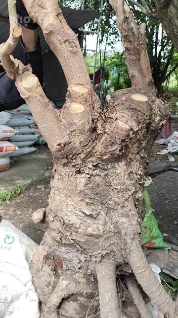 Cây cảnh Ngọc Kì Lân 1 mét trang trí. Mua bán Cây cảnh, đồ trang trí tại Huyện Gò Dầu Tây Ninh được đăng bởi Dương hình 1