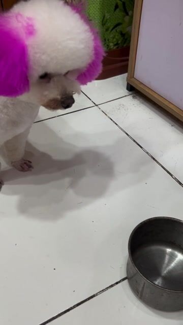chó poodle. Mua bán Chó tại Quận Hà Đông Hà Nội được đăng bởi Hùng hình 1