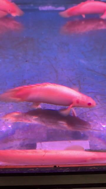 Cá Cửu Sừng Albino Short Body 10cm. Mua bán Thú cưng khác tại Huyện Bình Chánh Tp Hồ Chí Minh được đăng bởi Tuấn Anh Cá Kiểng Online hình 1