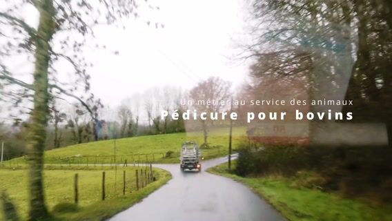 Un métier au service des animaux : pédicure pour bovins