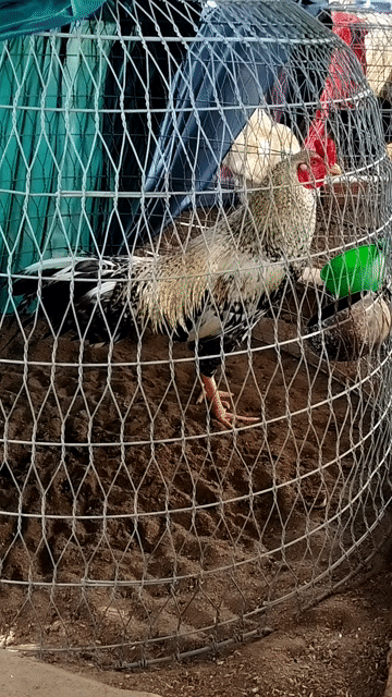 gà thái 3kg4. tay dữ. Mua bán Gà tại Thành phố Vị Thanh Hậu Giang được đăng bởi Nguyên đăng khoa hình 1
