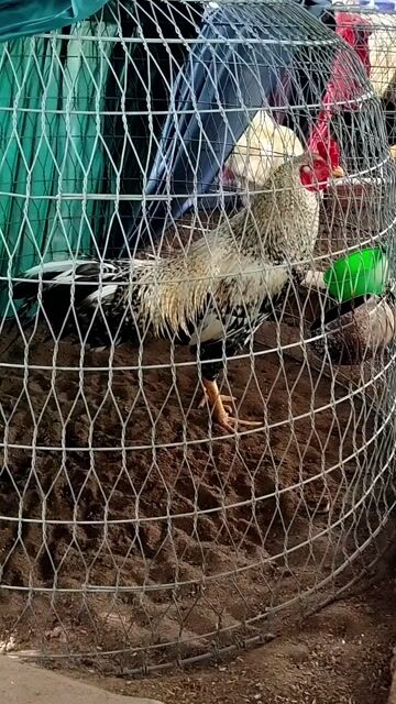 gà thái 3kg4. tay dữ. Mua bán Gà tại Thành phố Vị Thanh Hậu Giang được đăng bởi Nguyên đăng khoa hình 1