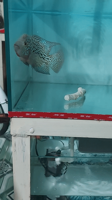 Cá Kamfa F2 3 ngón. Mua bán Thú cưng khác tại Thành phố Thuận An Bình Dương được đăng bởi Nhưt hình 1