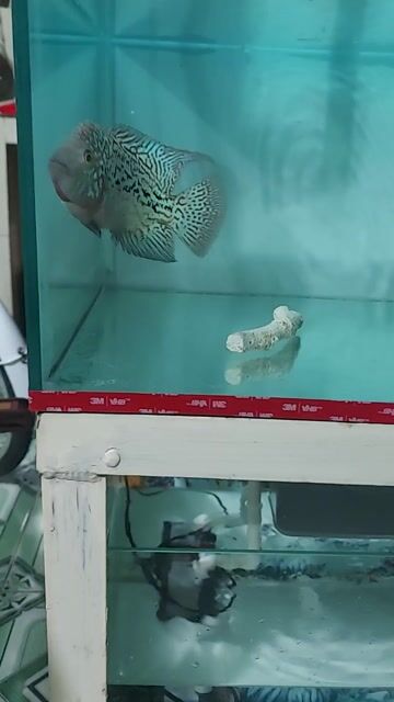 Cá Kamfa F2 3 ngón. Mua bán Thú cưng khác tại Thành phố Thuận An Bình Dương được đăng bởi Nhưt hình 1