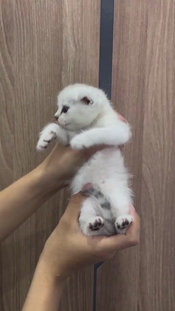 Mèo ALN tai cụp Silver và bi golden. Mua bán Mèo tại Quận 12 Tp Hồ Chí Minh được đăng bởi Chấn Kiệt hình 1