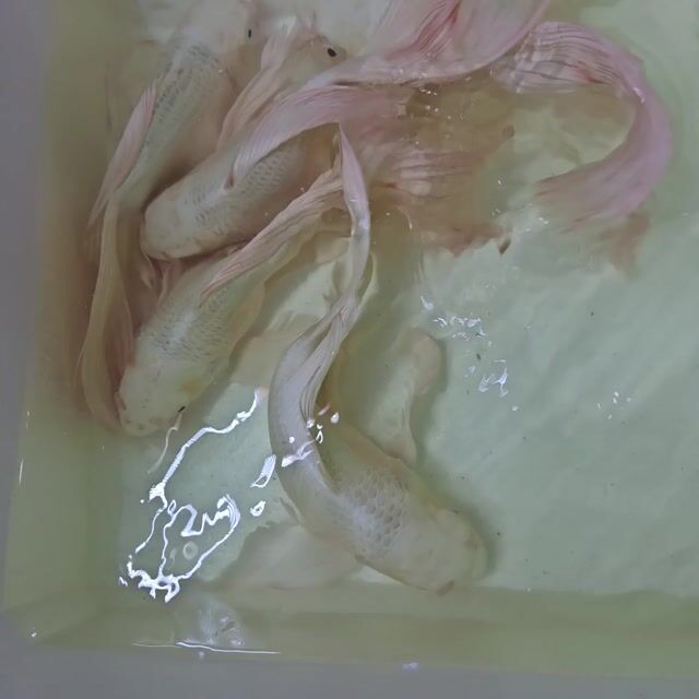 Chép sư tử short cối 35-40cm to khủng. Mua bán Thú cưng khác tại Thành phố Thủ Đức Tp Hồ Chí Minh được đăng bởi Cá cảnh sỉ DK hình 1