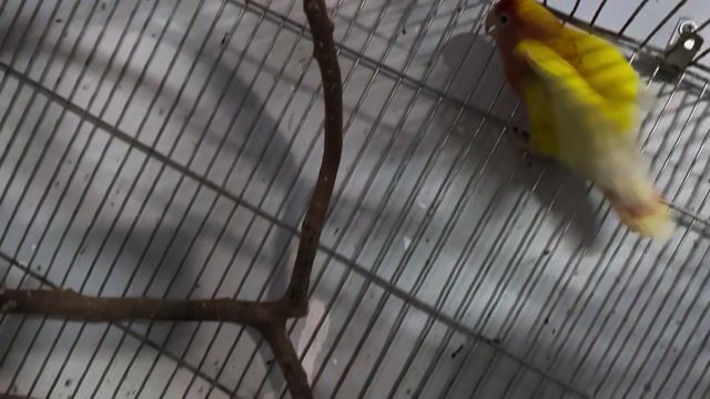 Chim cảnh Cái Vàng, đỏ. Mua bán Chim tại Quận Bình Tân Tp Hồ Chí Minh được đăng bởi Nguyễn Huy hình 1