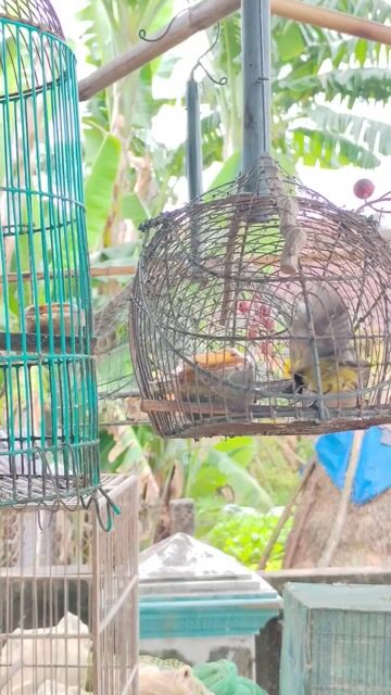 Hút Mật 5m. Mua bán Chim tại Quận 7 Tp Hồ Chí Minh được đăng bởi Anh Kinq hình 1