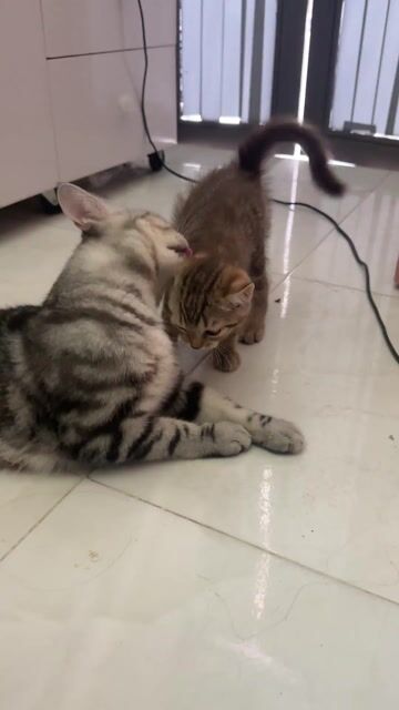 Mèo Anh lông ngắn 2 tháng tuổi. Mua bán Mèo tại Huyện Nhà Bè Tp Hồ Chí Minh được đăng bởi Lê Thanh Hoàn Mỹ hình 1