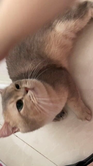 Mèo Anh Lông Ngắn. Mua bán Mèo tại Quận 3 Tp Hồ Chí Minh được đăng bởi Mino Trinh hình 1