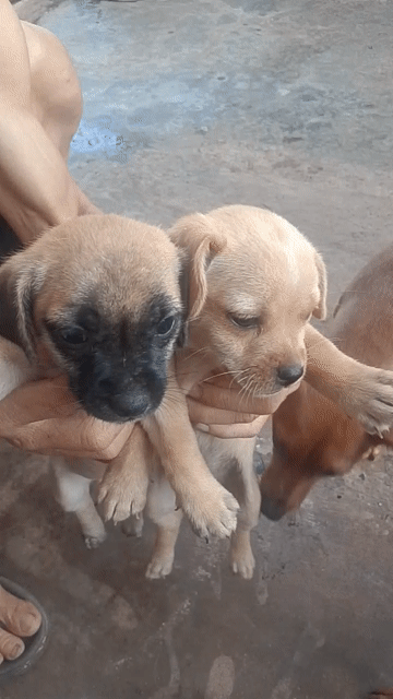 Chó Poodle Nâu Thân thiện Khỏe mạnh. Mua bán Chó tại Thành phố Buôn Ma Thuột Đắk Lắk được đăng bởi Nguyễn Hung hình 1